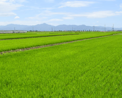 田んぼ
